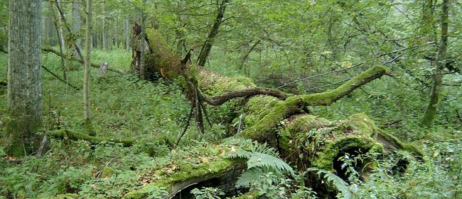 De la nature initiale à l'environnement géré