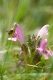 Pedicularis sylvatica [copyright]