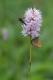 Persicaria bistorta [copyright]