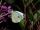 Pieris mannii 02 [copyright]