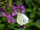 Pieris mannii 03 [copyright]