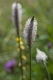 Plantago media [copyright]