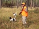 Quail_Hunting_with_Dogs_domainepublic