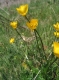 Ranunculus bulbosus [copyright]