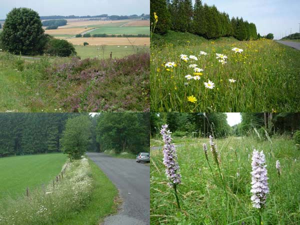 Réseau écologique des bords de routes