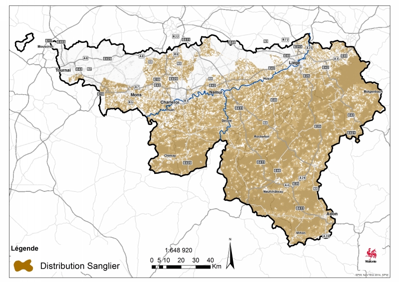 sanglier2