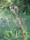 Sanguisorba minor [copyright]