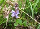 Veronica officinalis [copyright]