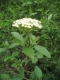 Viburnum lantana [copyright]