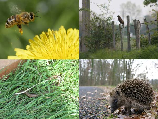 La vie sauvage sur le Bords des routes